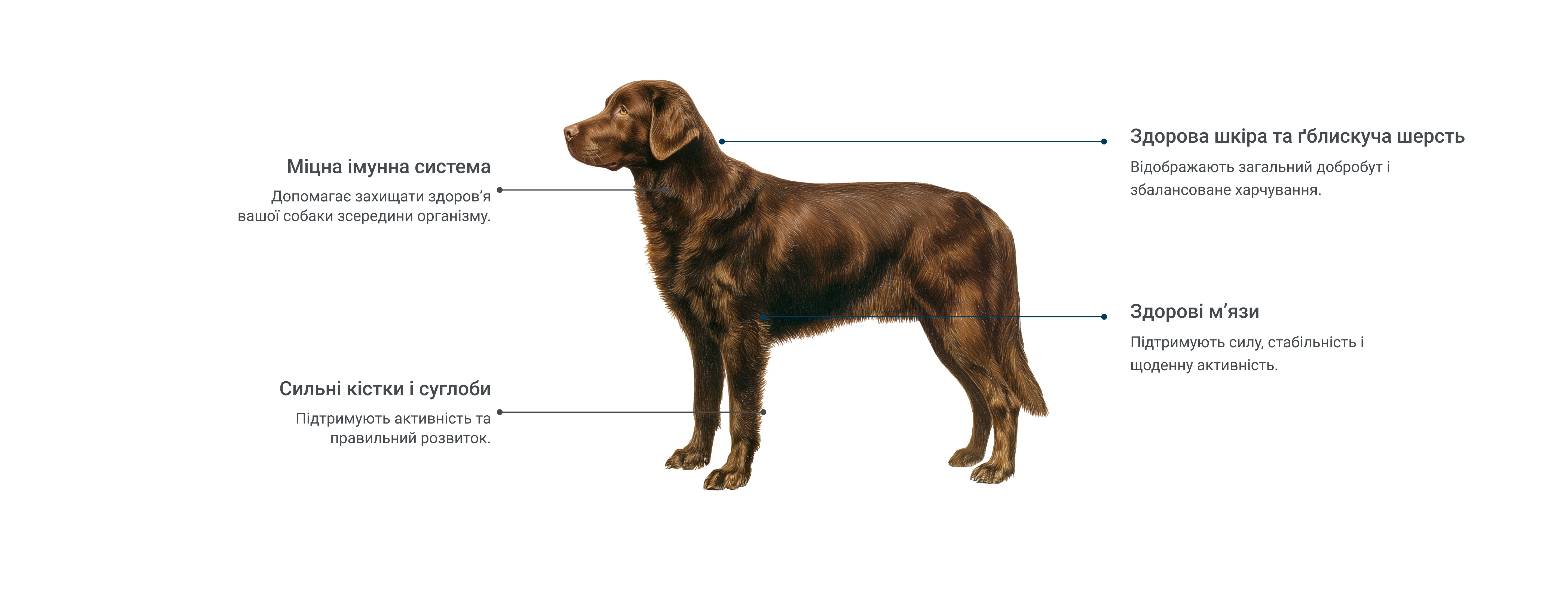 Happy Dog banner image