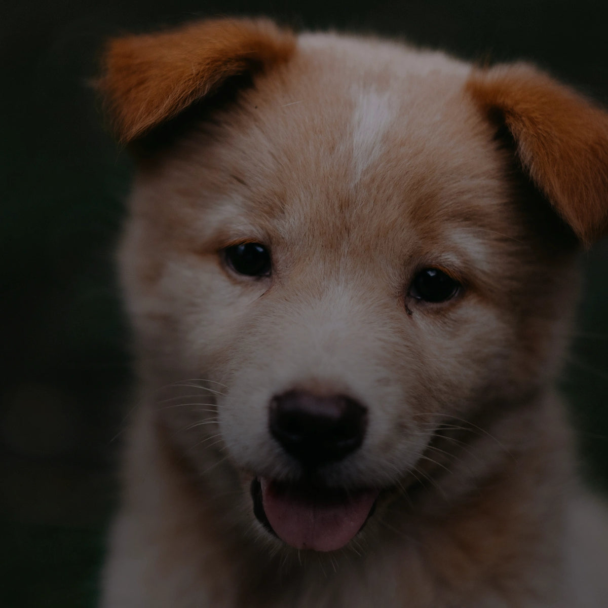 Корисні поради для цуценят