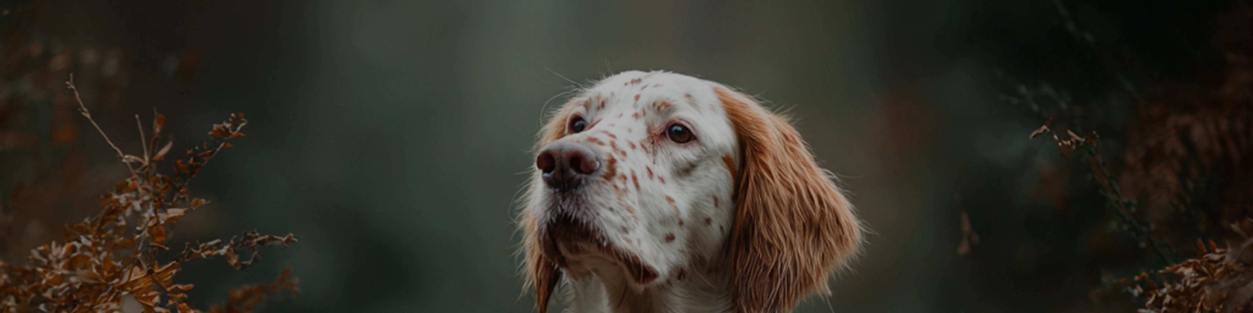 Dog Nutrition